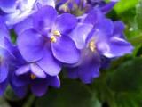 الصورة الرمزية violets